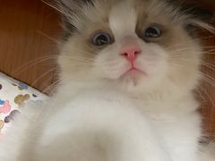 -糯米喵星人总部直营旗舰店·猫舍·幼猫出售