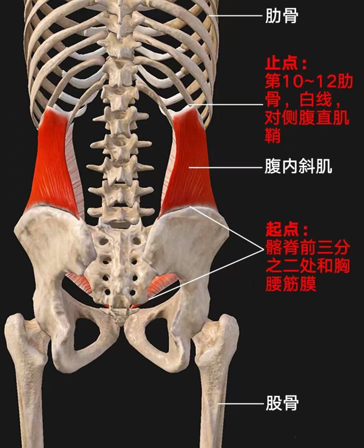 腹内斜肌