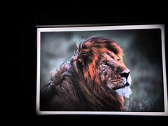 -罗红摄影艺术馆