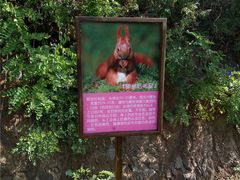 -欢乐松鼠谷