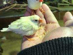 -萌宠奇缘