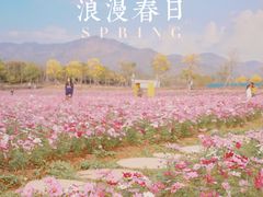 -天适樱花悠乐园