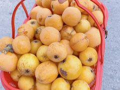 -塘栖枇杷特色园区