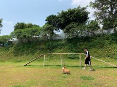 -良成狗狗乐园