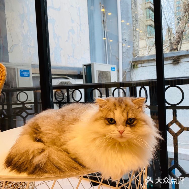 上海撸猫|这家猫咖也太解压了