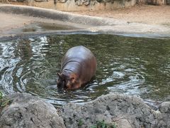 -清迈夜间动物园