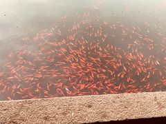 -观桥阁(锦溪店)