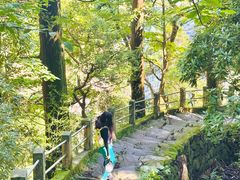 -天目山大树王景区