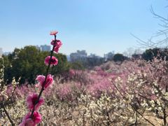 -南京古林公园