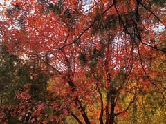 -北京十三陵国家森林公园蟒山景区