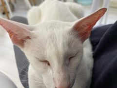 -喵的天空名猫咖啡馆·撸猫·猫舍·用品