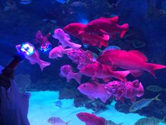 -芜湖新华联大白鲸海洋公园