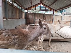 -北京鹿世界主题园