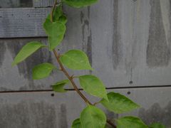 -边渡咖啡烘焙店(昙华林店)