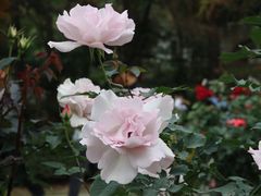 -人民公园(罗湖区)