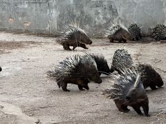 -昆明动物园