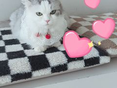 -怪兽屋·羊驼·猫咖·狗咖(俊华广场店)