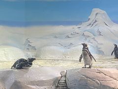 -上海海洋水族馆