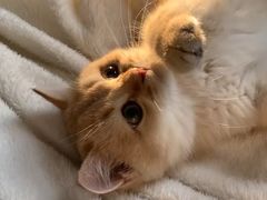 -欣宠猫屋·矮脚拿破仑·蓝金金渐层