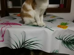 -伟伟宠物医院·CT影像中心·瑞派犬猫综合性门诊(汉口总院)