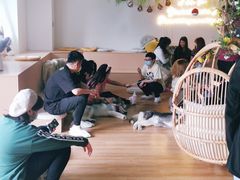 -Husky Go! 哈士奇体验馆·宠物咖啡厅狗咖