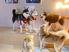 -Husky Go! 哈士奇体验馆·宠物咖啡厅狗咖