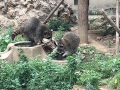 -石家庄市动物园