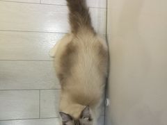 -喵的天空名猫咖啡馆·撸猫·猫舍·用品