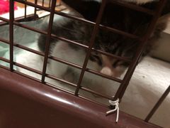 -申普宠物医院·眼科·心内科·影像科(普陀分院)