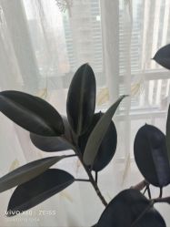 -HEYAN荷妍专业脱毛连锁机构
