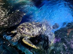 -烟台海昌鲸鲨海洋公园