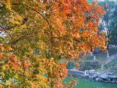 -大兴滨河森林公园