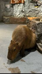 -Zoolung Zoolung动物主题公园(海信广场店)