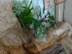 -泉眼温泉
