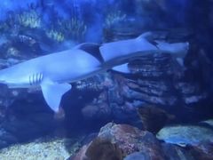 -烟台海昌鲸鲨海洋公园