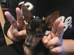 -萌喵宠狗爱心宠咖