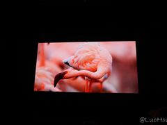 -BLACKSWAN黑天鹅(环球店)