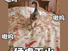 -瑞鹏宠物医院·宠保定点·心脏科·内科(御桥分院)