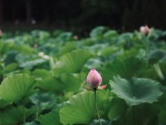 -莲湖公园