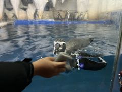 -太平洋海底世界