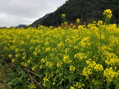 -贵阳市花溪国家城市湿地公园