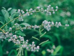 -花山蓝莓采摘园