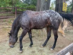 -神户市立六甲山牧场