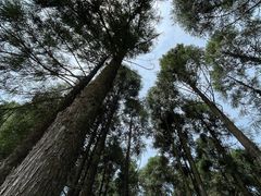 -玉苍山国家森林公园