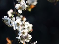 -樱桃山旅游景区