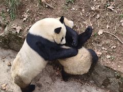 -都江堰中华大熊猫苑