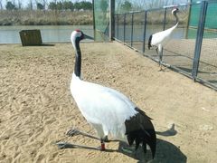 -盐城丹顶鹤湿地生态旅游区