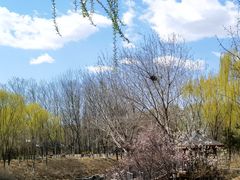 -大兴滨河森林公园