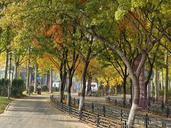 -大兴滨河森林公园