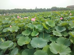 -荷塘月色湿地公园·向阳花洲